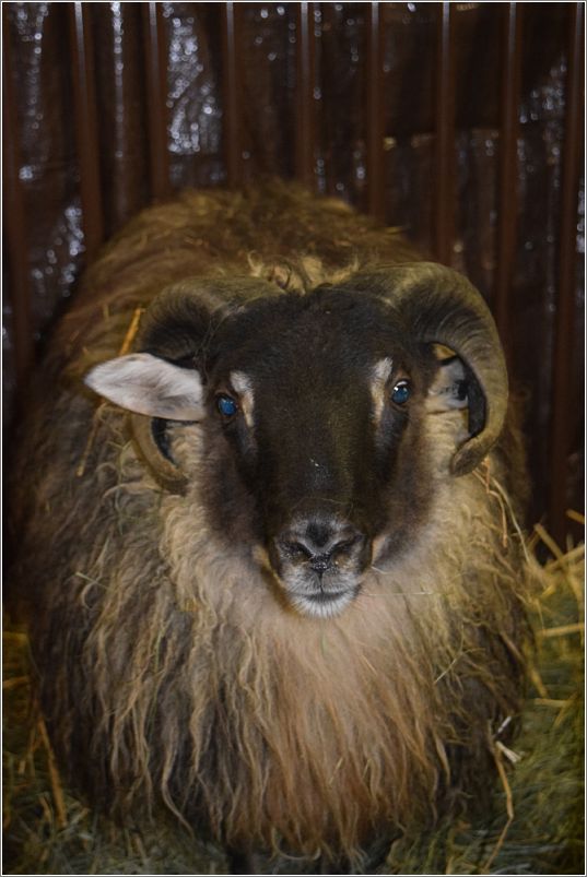  Icelandic sheep from Isafold Icelandics in Vernonia, Oregon. Photo: Peggy Lundquist.